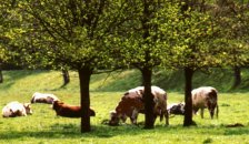 Vaches normandes